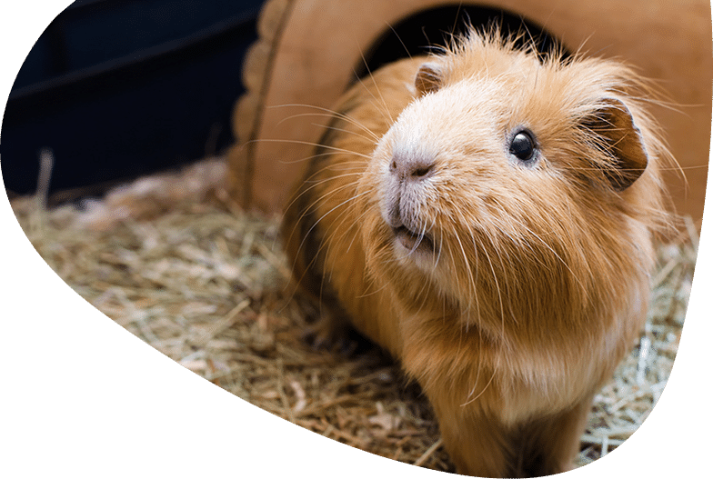 Animal Types Available