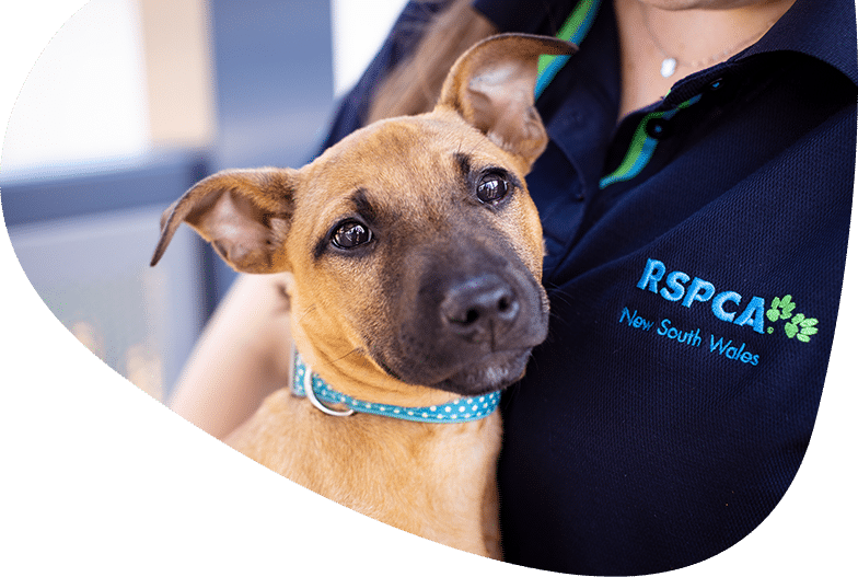 rspca nsw education programs
