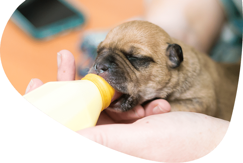 Puppy being cared for by RSPCA NSW