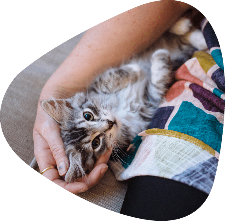 Renting with pet's. Kitten with owner at home.