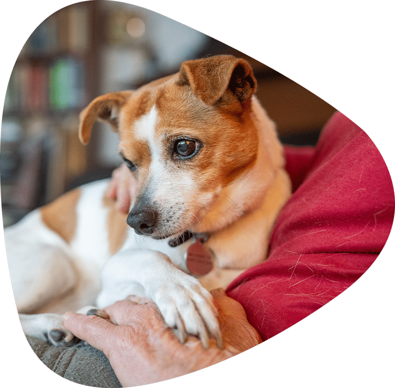 Senior Jack Russel that's been rehomed.