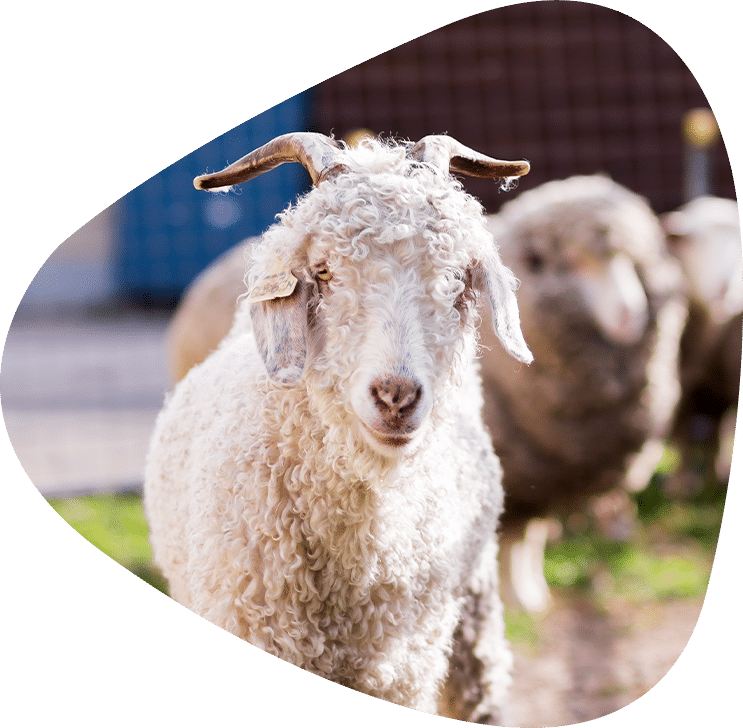 White Goat rescued by RSPCA NSW