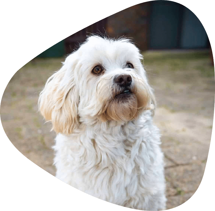 White maltese rescued by RSPCA NSW