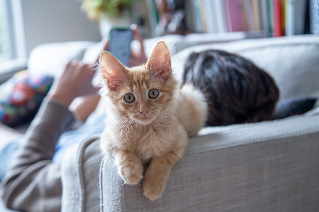 Cat Lovers. Ginger kitten lounging on a couch.