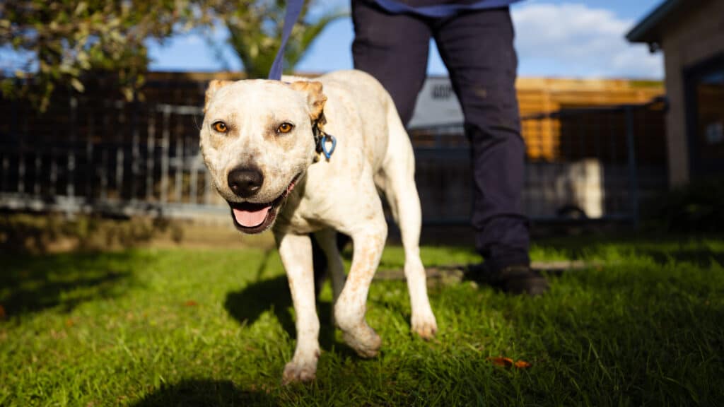 Bully mixed breed dog at the RSPCA NSW