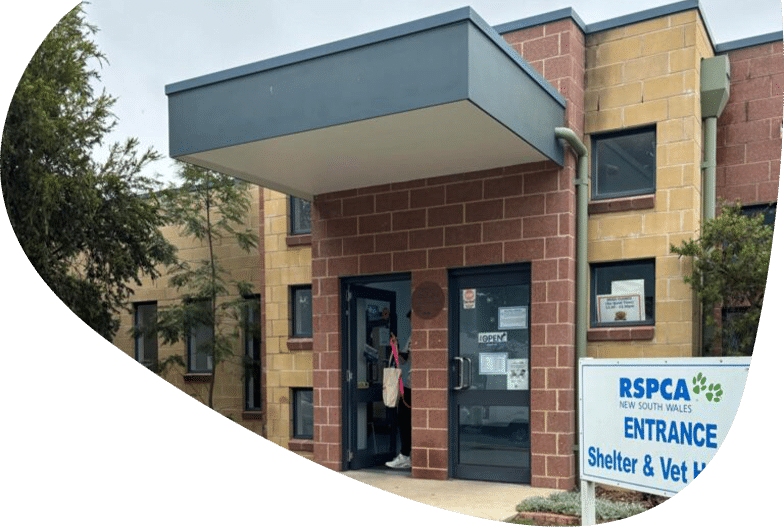 pet adoption hunter nsw