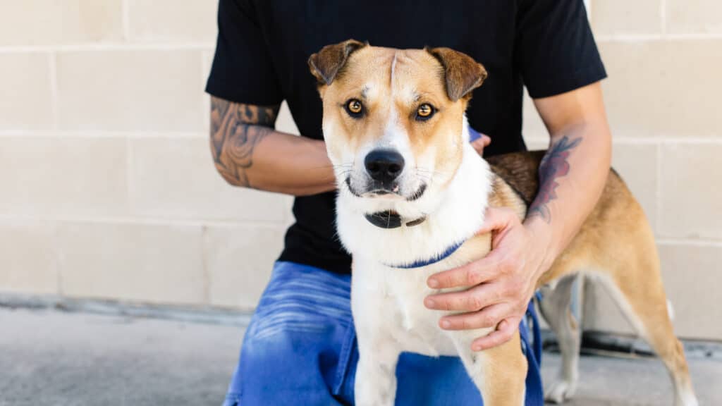 RSPCA Homelessness Program