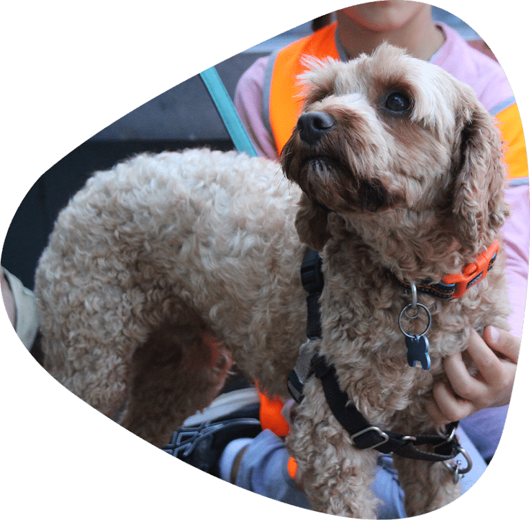 rspca nsw education programs