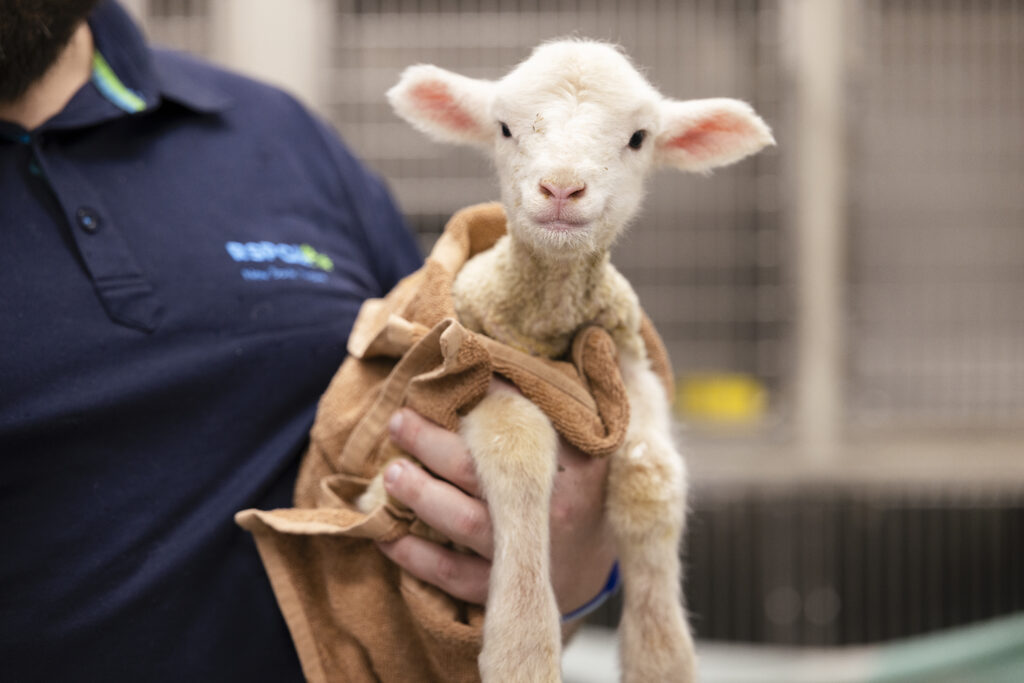 Lamb being held by an RSPCA NSW worker. Certificate II in Animal Care