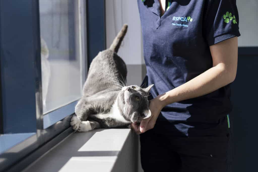 Grey cat with an RSPCA employee. Certificate II in Animal Care.