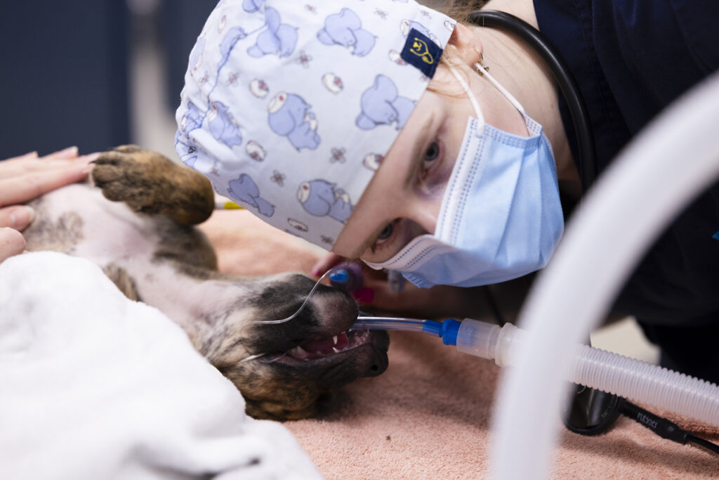 RSPCA Vet performing a procedure. Hunter Veterinary Hospital