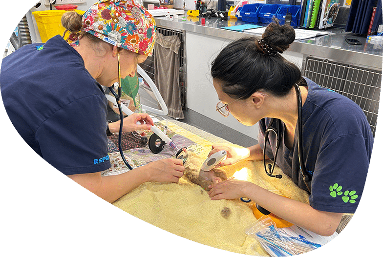 RSPCA NSW Veterinary Hospitals Staff performing a procedure.