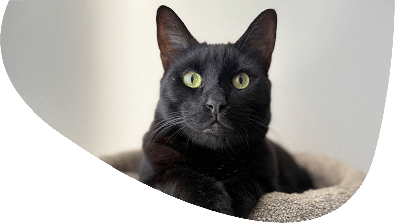 Keeping Cats Safe at Home