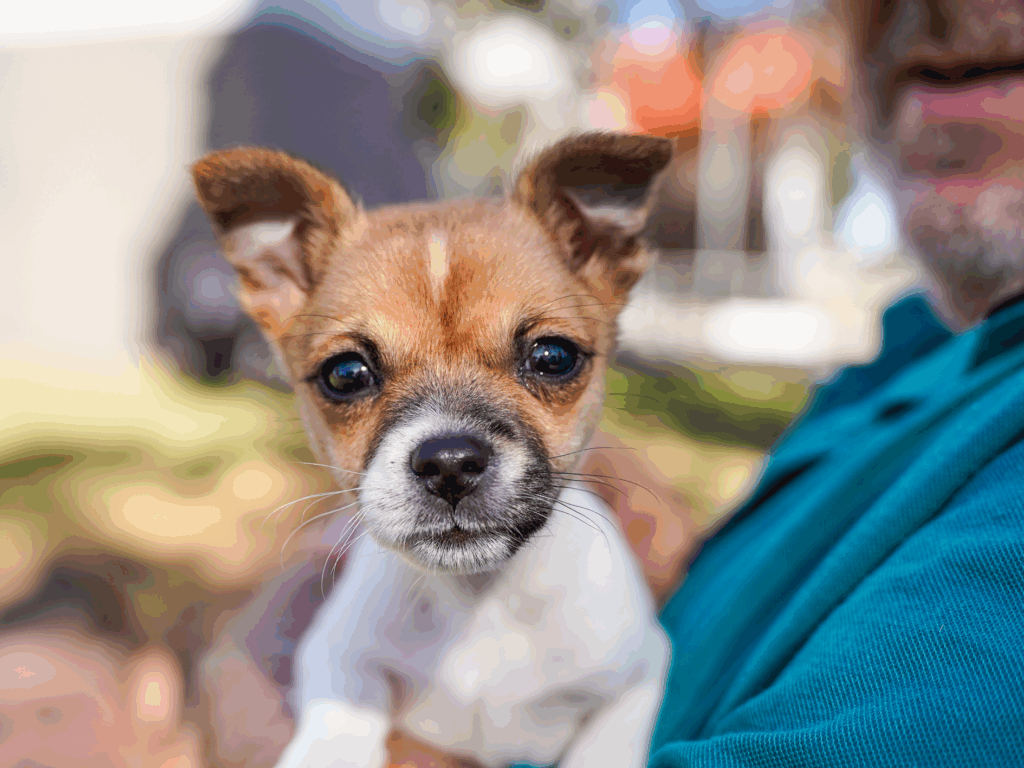 healthy pet days hero image