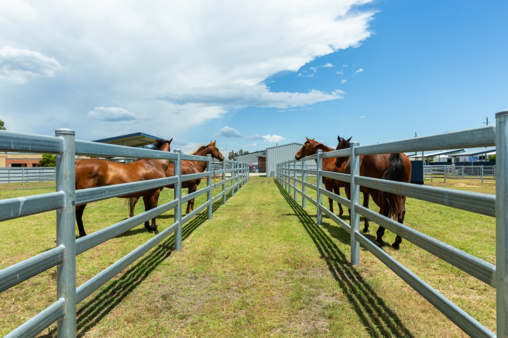 Hunter RSPCA NSW Equine adoption facility
