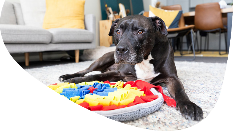 Living with pets and providing enrichment activities