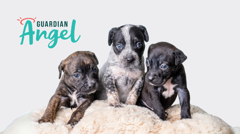 RSPCA NSW Guardian Angel fundraising campaign.