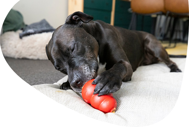 Meeting your pet's needs with enrichment toys