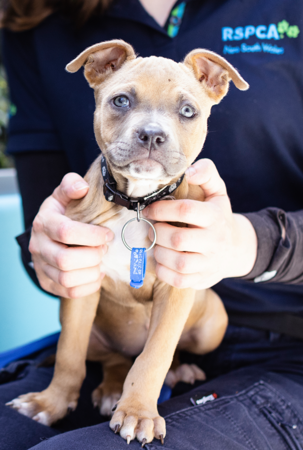 RSPCA Puppy being held by an attendant. Meeting the needs of dogs.