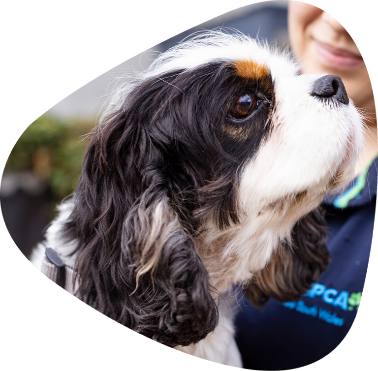 Animals have feelings. Cavalier King Charles Spaniel