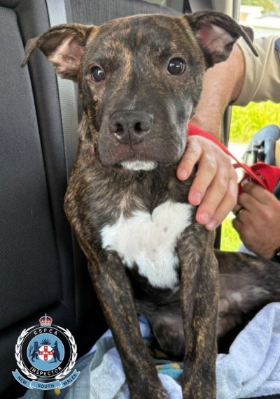 RSPCANSW_WollongingProsecution