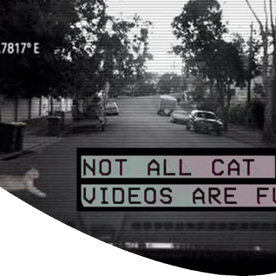 roaming cats